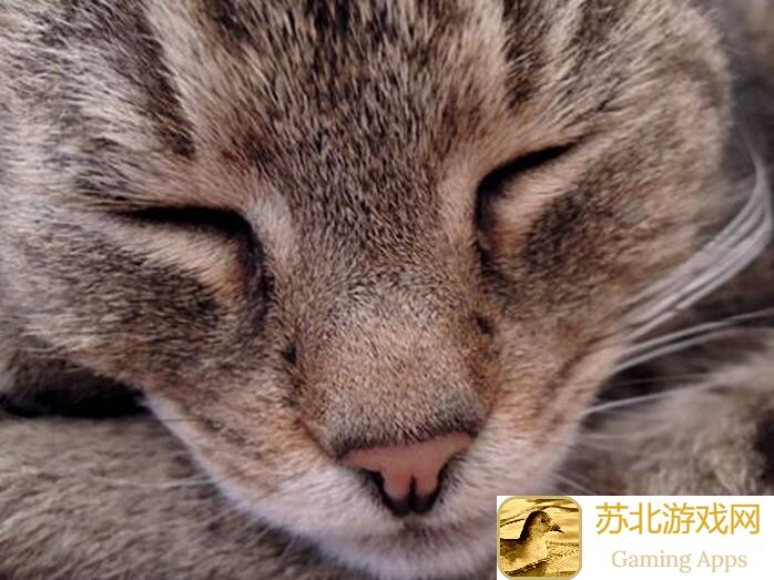 猫之城猪11最新配队秘籍，助你轻松通关!