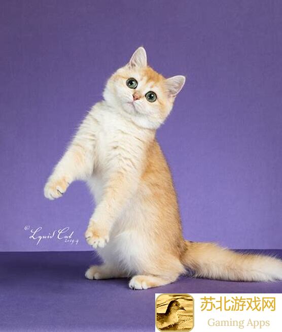 猫之城猫友热议：强度解析，我来聊聊自己的小看法！