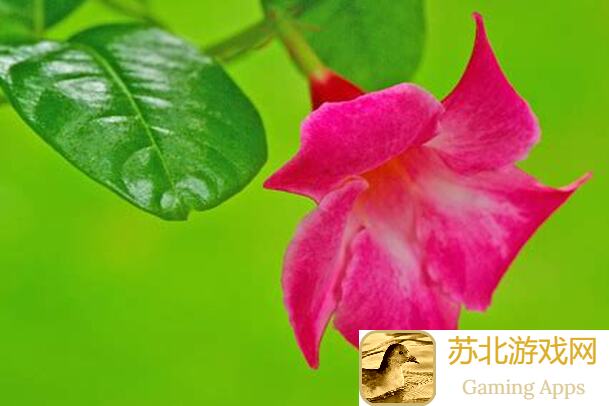 星露谷物语自动采集器获取步骤，助你轻松搬砖!