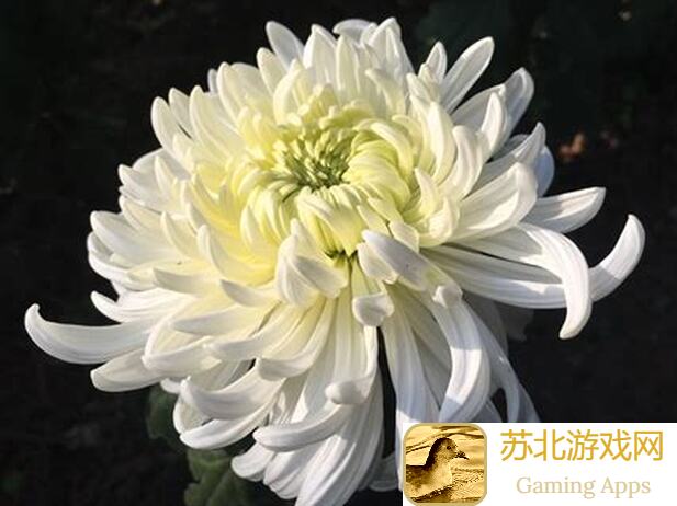 白荆回廊新手必看！超强配队底层逻辑，入坑必看值得收藏的攻略秘籍！