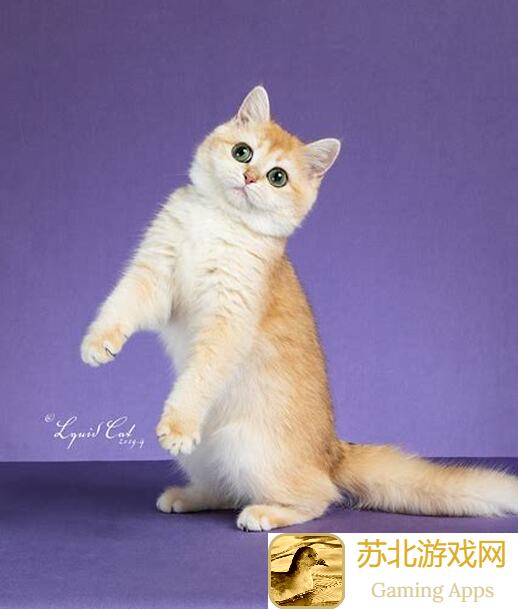 猫之城打魔方技巧曝光：助你快速通关全攻略