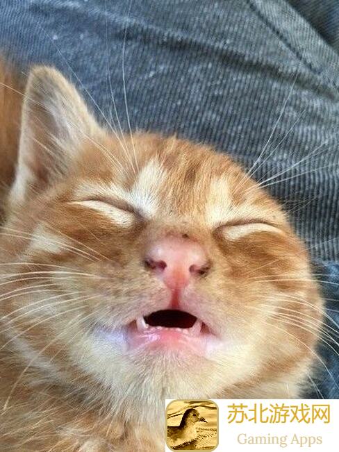 动物森林攻略秘籍！新手玩家必看心得分享，轻松成为森林战神！