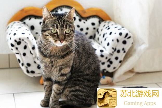 猫之城单练度超12万战力破涂鸦9区域二秘籍大公开！